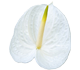 گل آنتوریوم آنجل